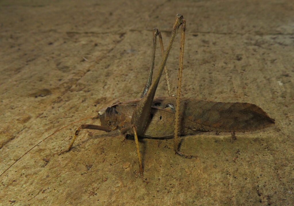 Katydids (Family Tettigoniidae)