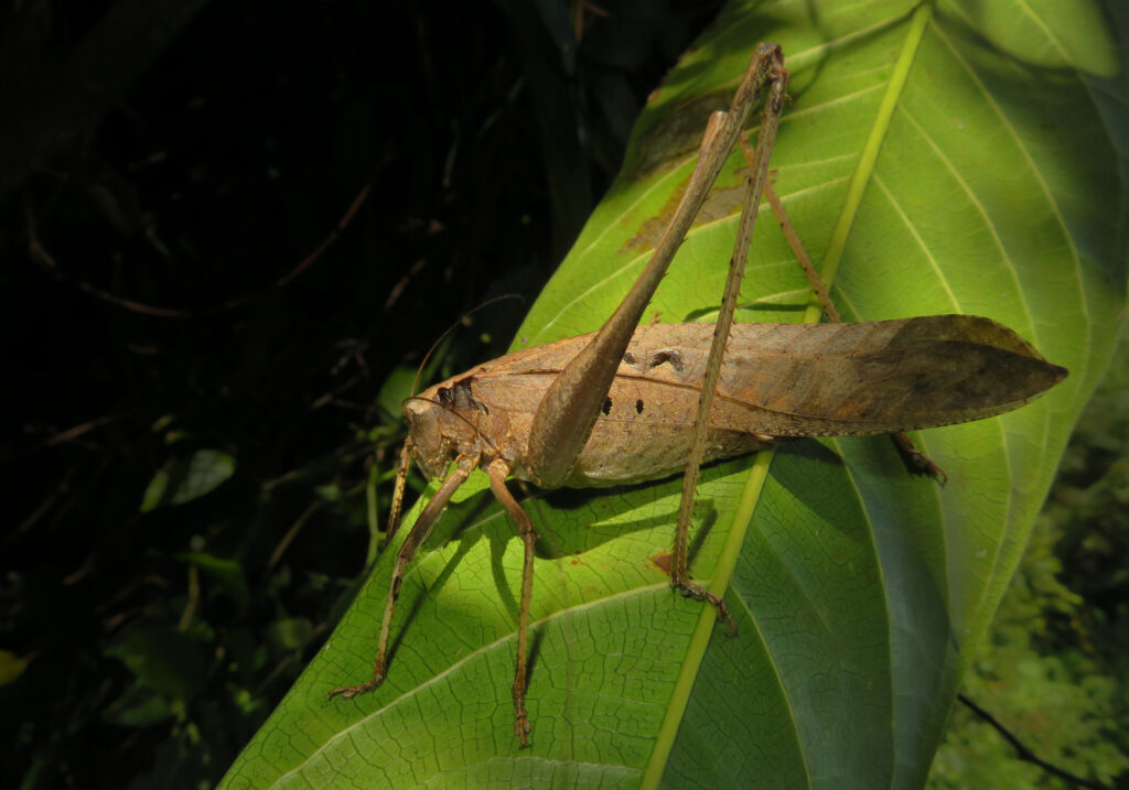Katydids (Family Tettigoniidae)