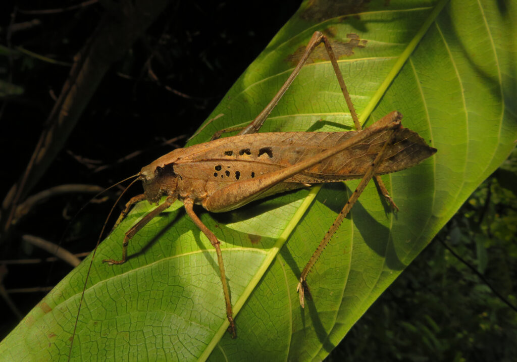 Katydids (Family Tettigoniidae)