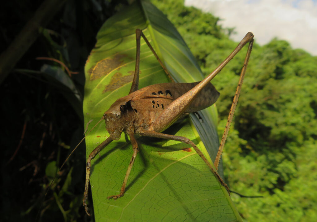 Katydids (Family Tettigoniidae)