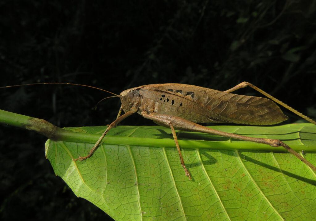 Katydids (Family Tettigoniidae)