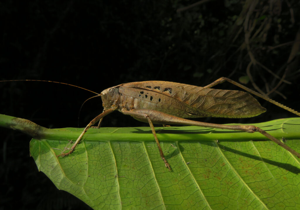 Katydids (Family Tettigoniidae)
