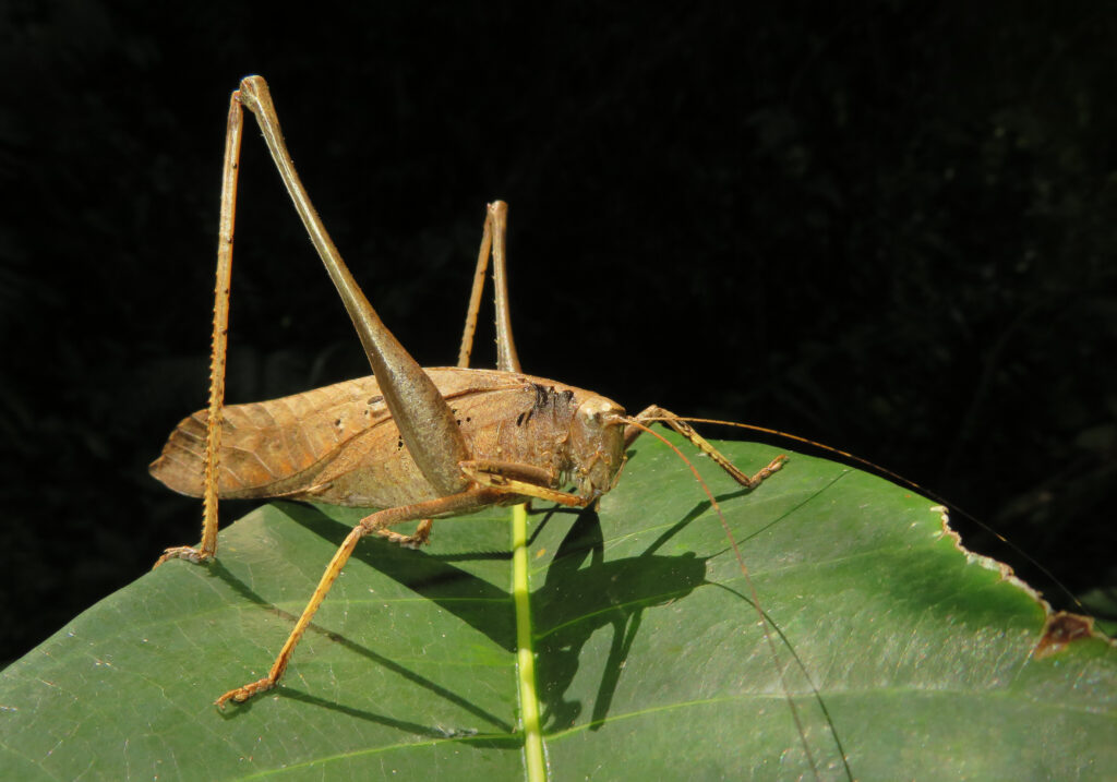 Katydids (Family Tettigoniidae)