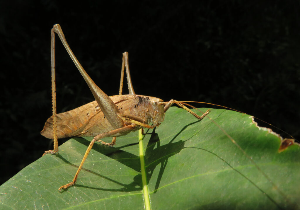 Katydids (Family Tettigoniidae)