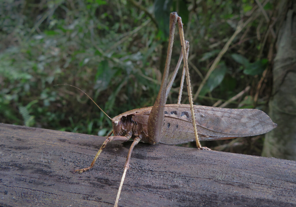 Katydids (Family Tettigoniidae)