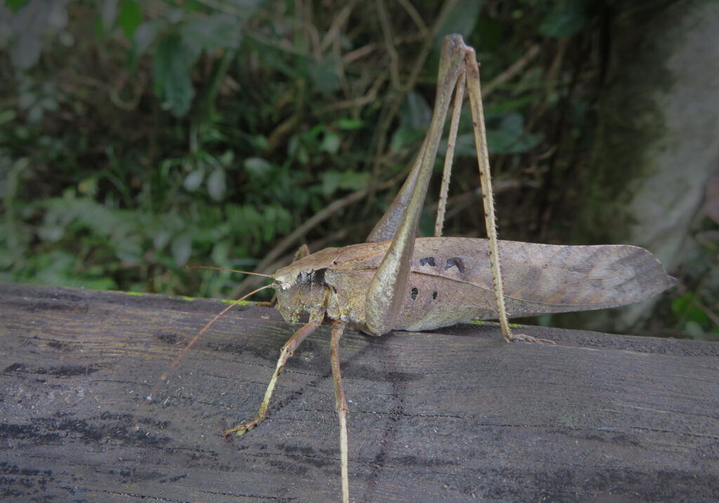Katydids (Family Tettigoniidae)