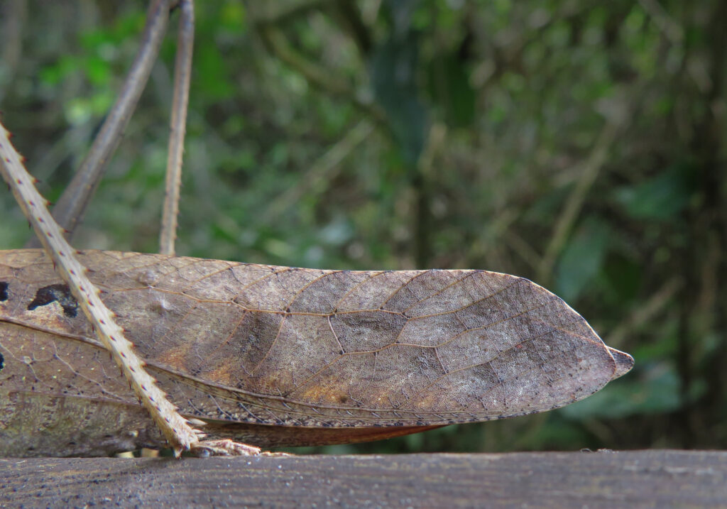 Katydids (Family Tettigoniidae)