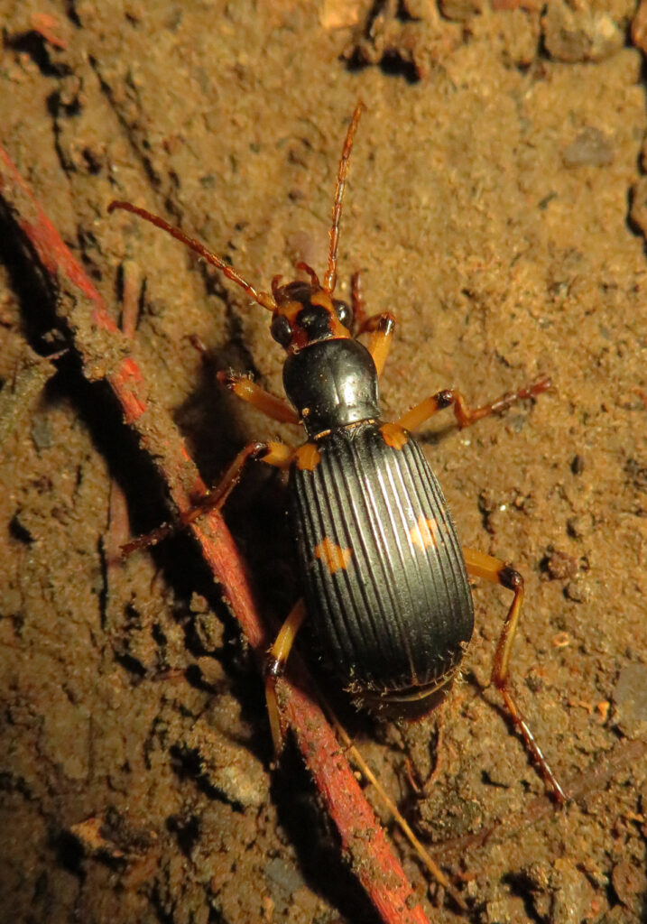 Ground Beetles