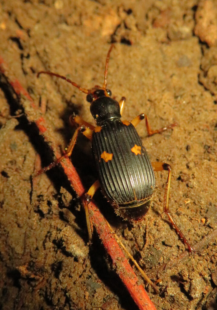 Ground Beetles