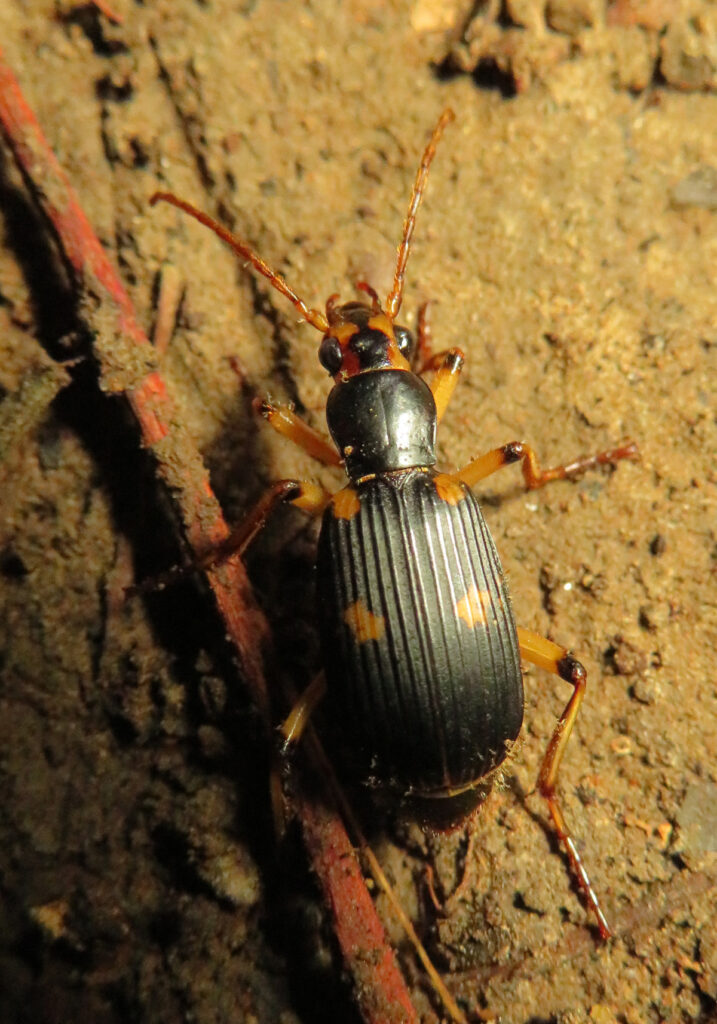 Ground Beetles