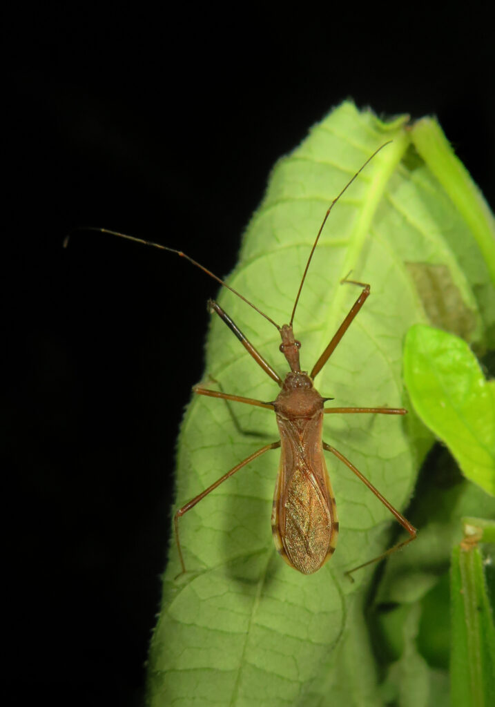 Assassin Bugs (Family Reduviidae)