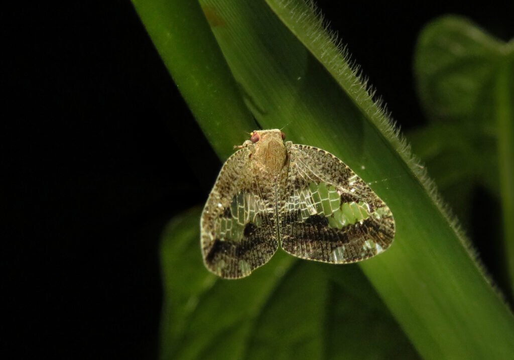 Subfamily Ricaniinae