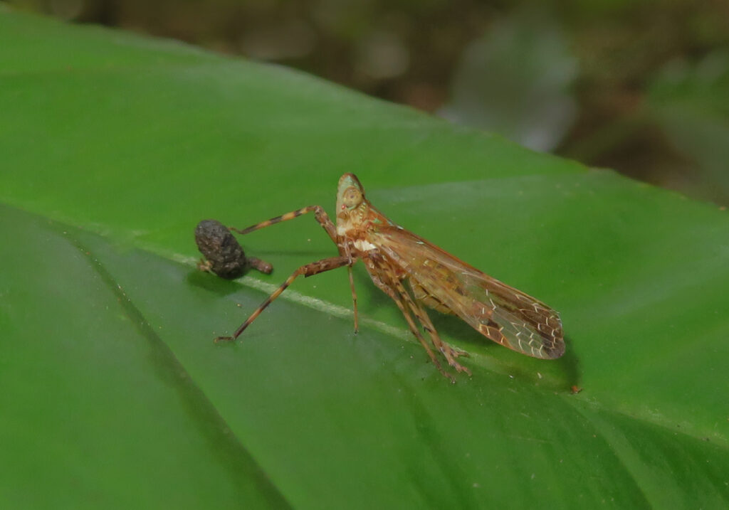 Superfamily Fulgoroidea