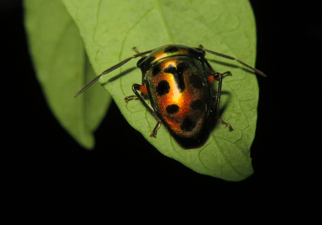 Jewel Bugs (Family Scutelleridae)
