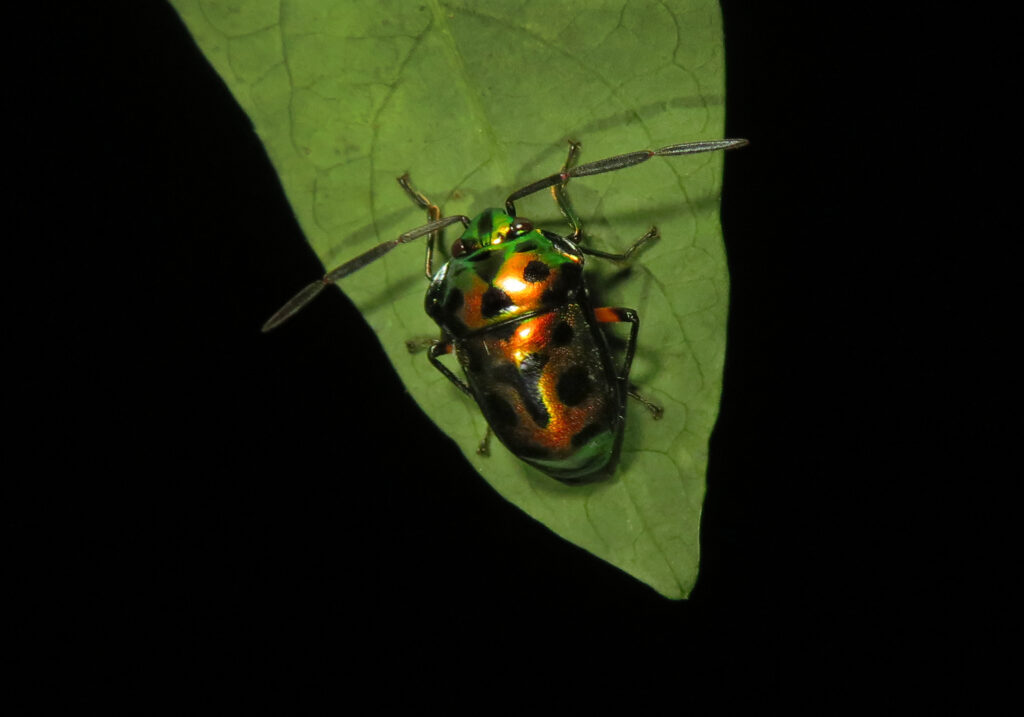 Jewel Bugs (Family Scutelleridae)