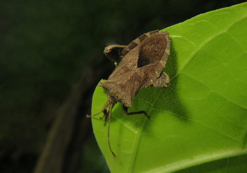 Leaf-footed Bugs (Family Coreidae)