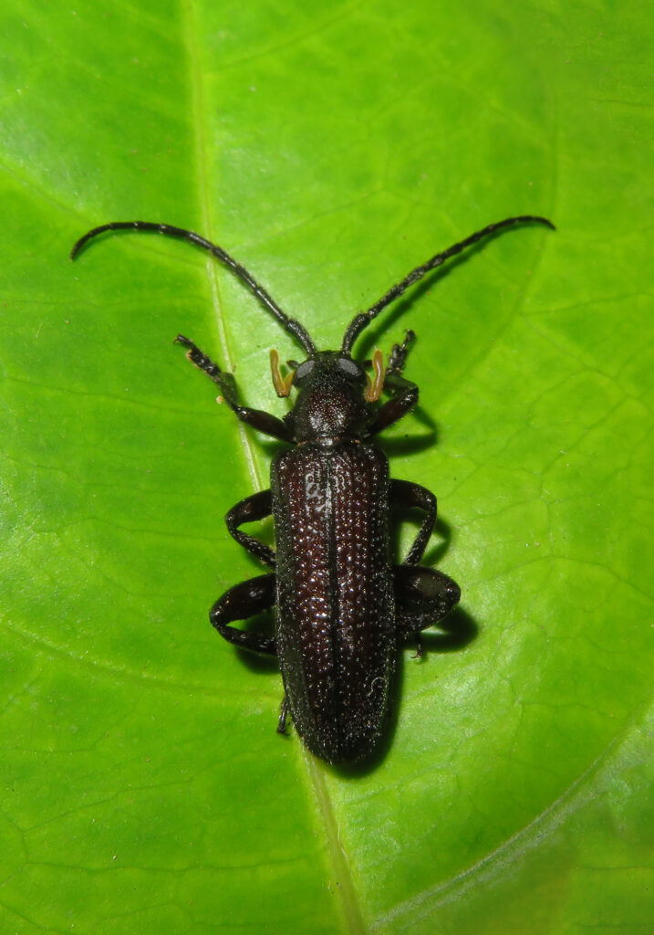 Cucujiform Beetles (Infraorder Cucujiformia)