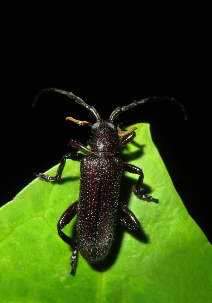 Cucujiform Beetles (Infraorder Cucujiformia)