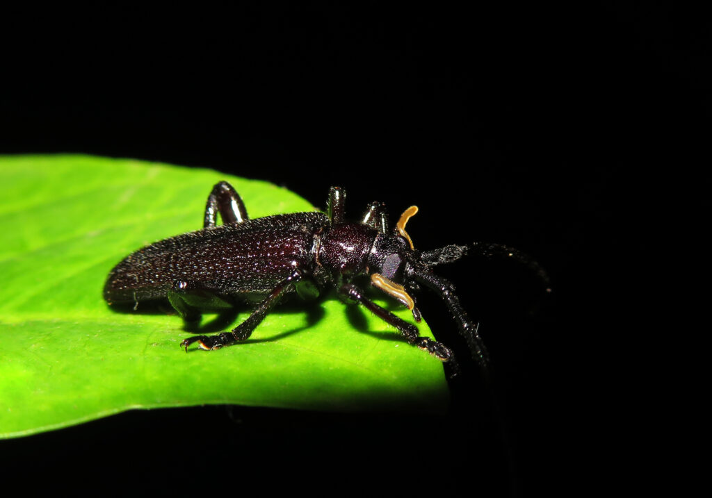 Cucujiform Beetles (Infraorder Cucujiformia)