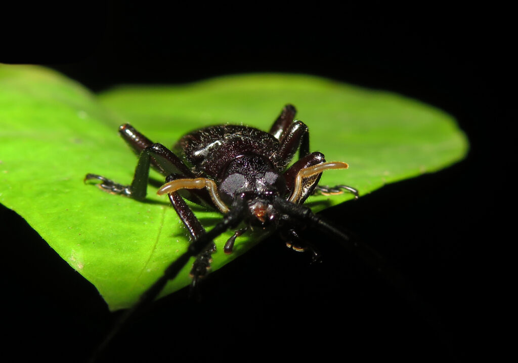 Cucujiform Beetles (Infraorder Cucujiformia)