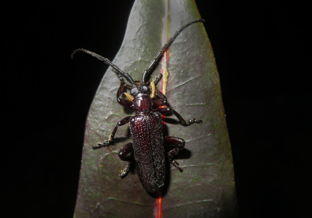 Cucujiform Beetles (Infraorder Cucujiformia)
