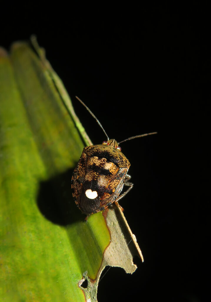 Stink Bugs (Family Pentatomidae)