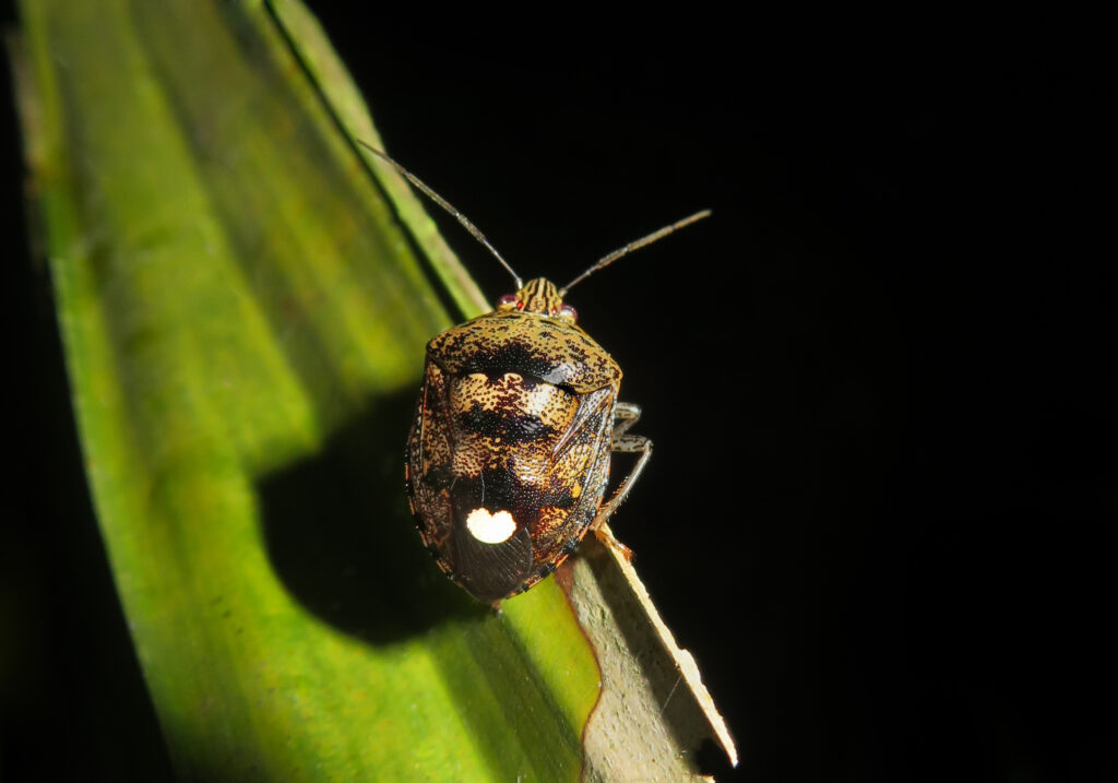 Stink Bugs (Family Pentatomidae)