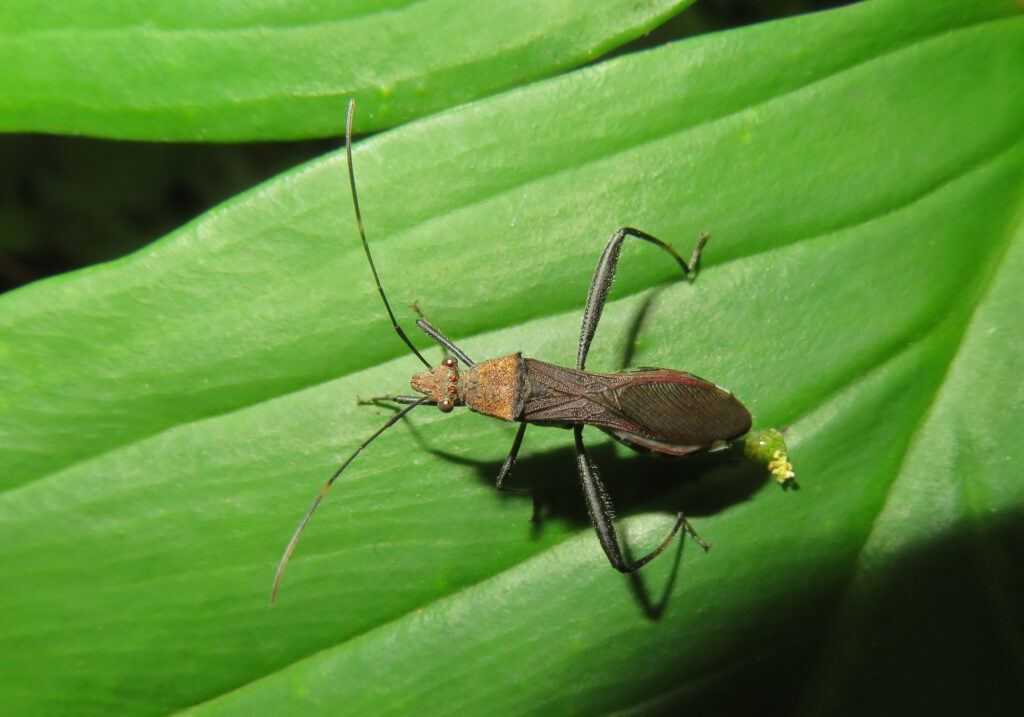 Leaf-footed Bugs and Allies (Superfamily Coreoidea)