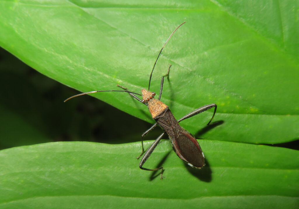 Leaf-footed Bugs and Allies (Superfamily Coreoidea)
