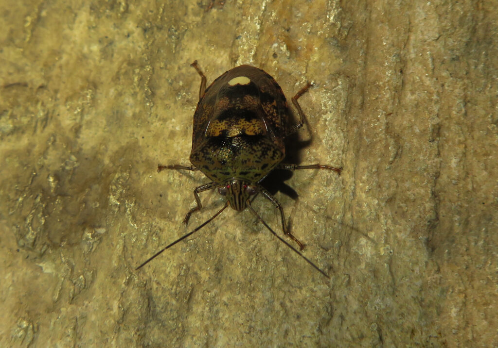 Stink Bugs (Family Pentatomidae)