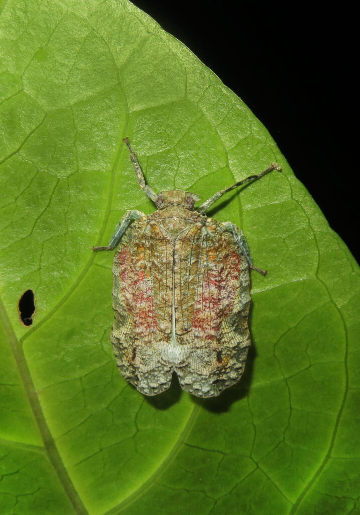 Planthoppers (Infraorder Fulgoromorpha)