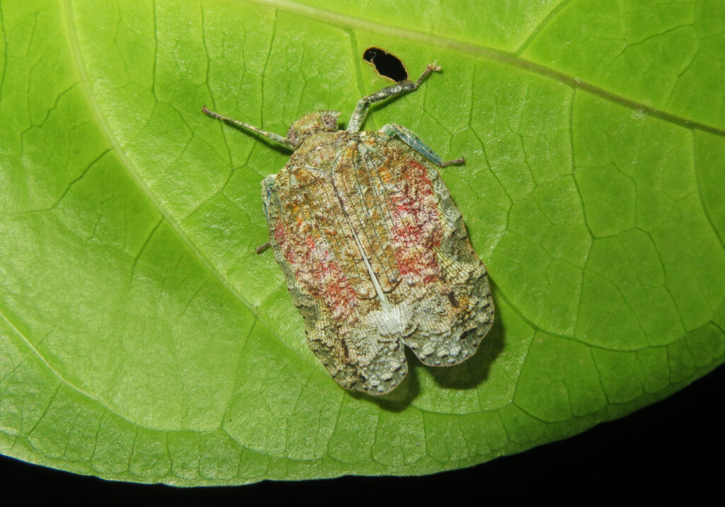 Planthoppers (Infraorder Fulgoromorpha)