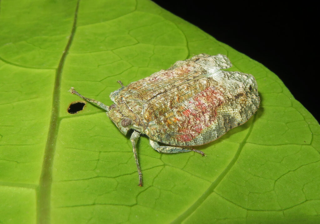 Planthoppers (Infraorder Fulgoromorpha)