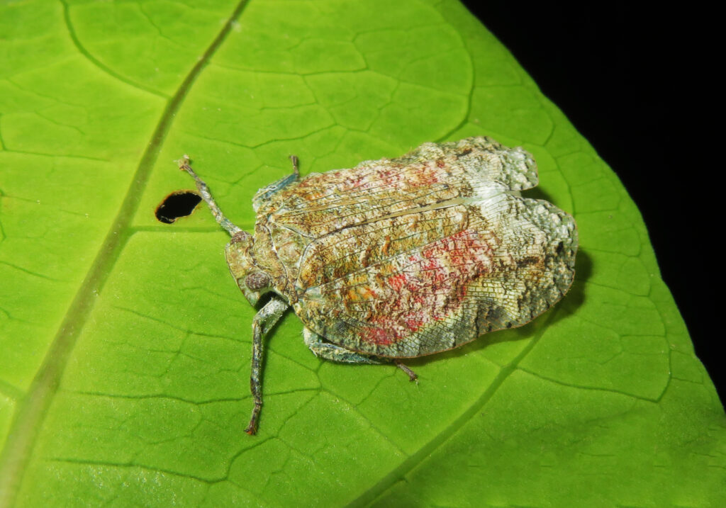 Planthoppers (Infraorder Fulgoromorpha)