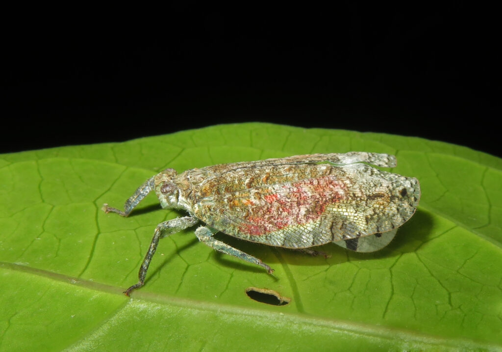 Planthoppers (Infraorder Fulgoromorpha)