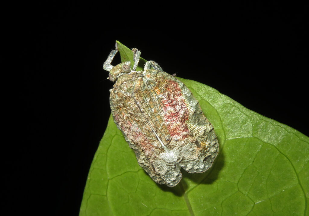 Planthoppers (Infraorder Fulgoromorpha)