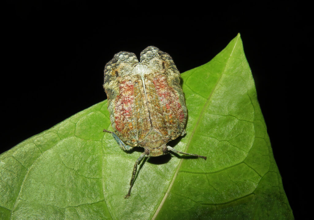 Planthoppers (Infraorder Fulgoromorpha)