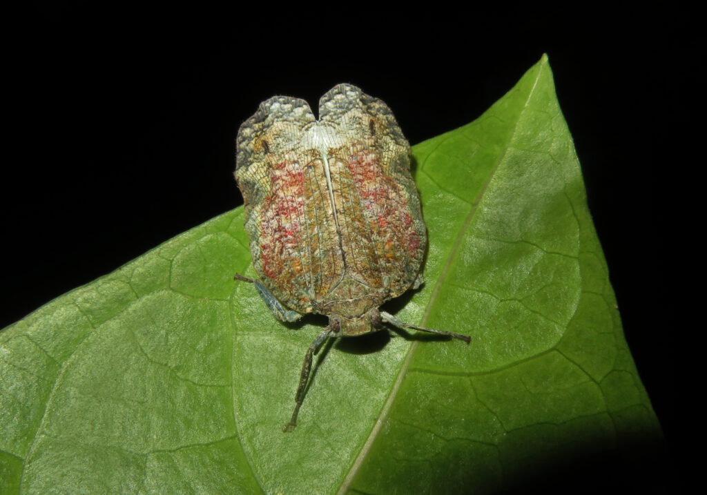Planthoppers (Infraorder Fulgoromorpha)