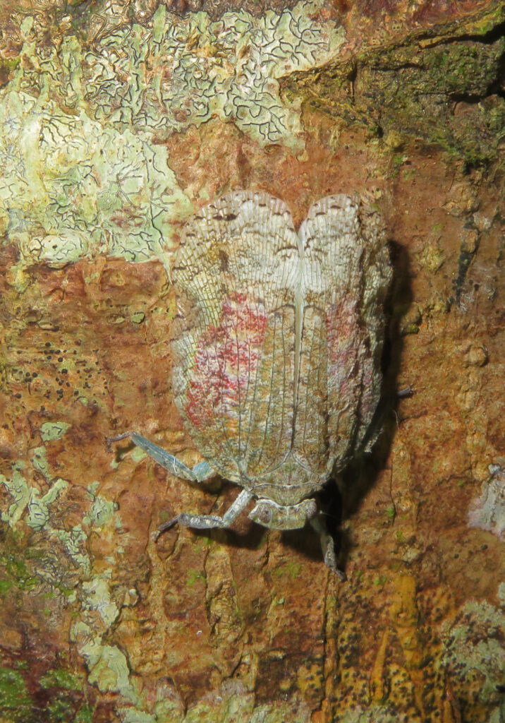 Planthoppers (Infraorder Fulgoromorpha)