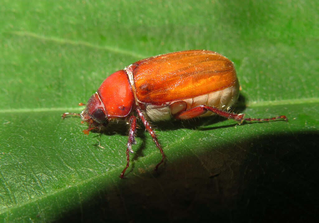 Scarabs, Stag Beetles, and Allies (Superfamily Scarabaeoidea)