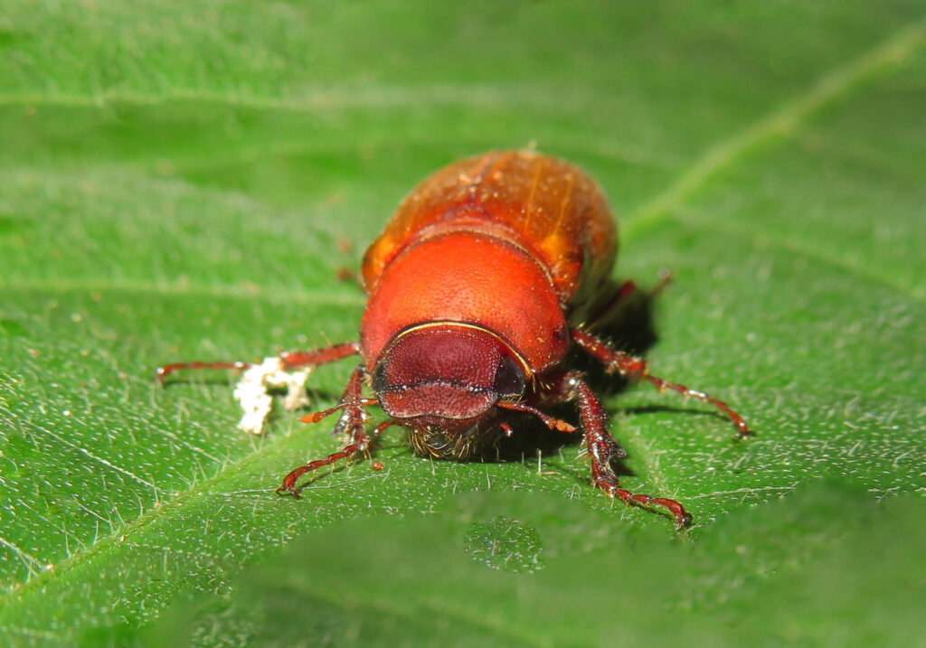 Scarabs, Stag Beetles, and Allies (Superfamily Scarabaeoidea)