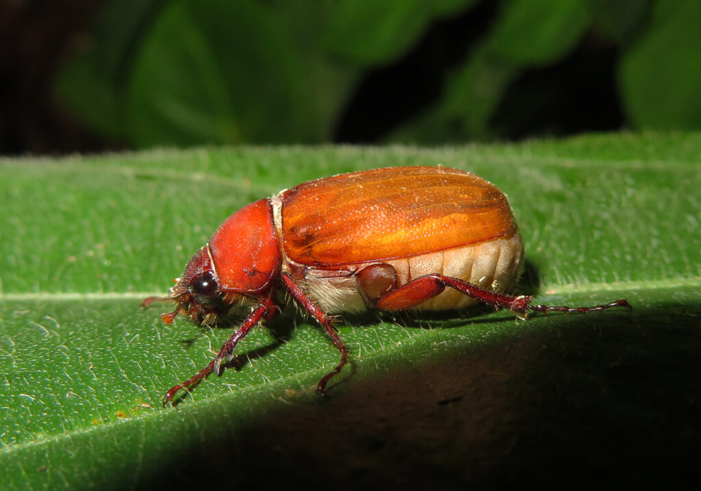 Scarabs, Stag Beetles, and Allies (Superfamily Scarabaeoidea)