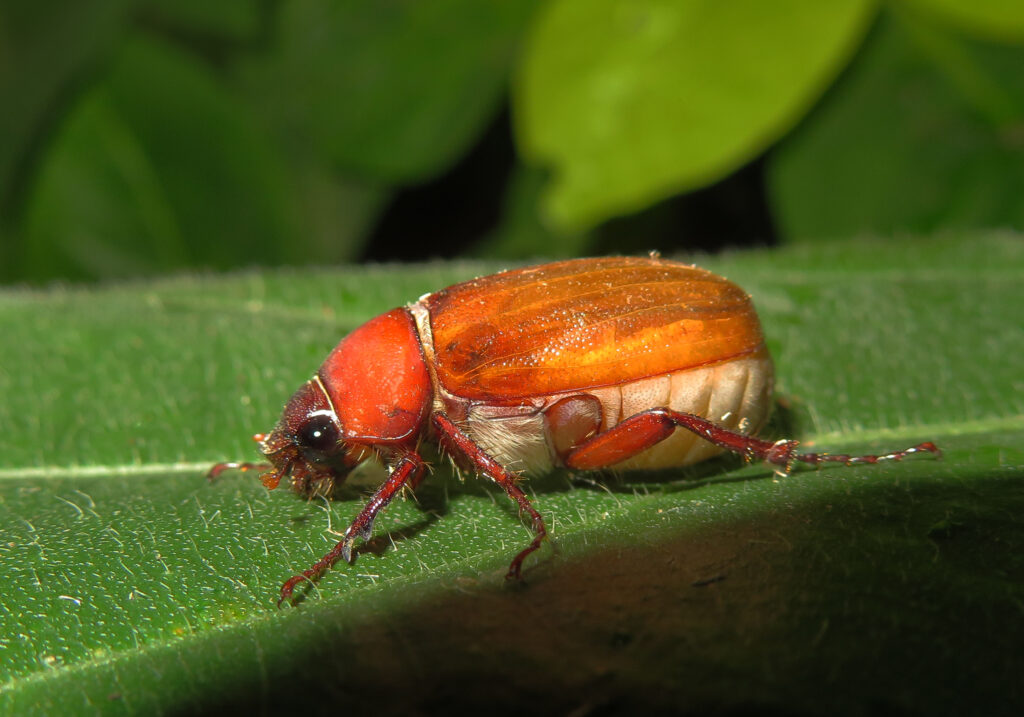 Scarabs, Stag Beetles, and Allies (Superfamily Scarabaeoidea)