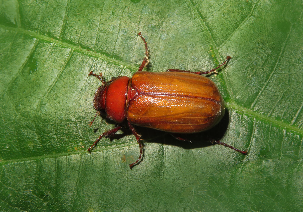 Scarabs, Stag Beetles, and Allies (Superfamily Scarabaeoidea)