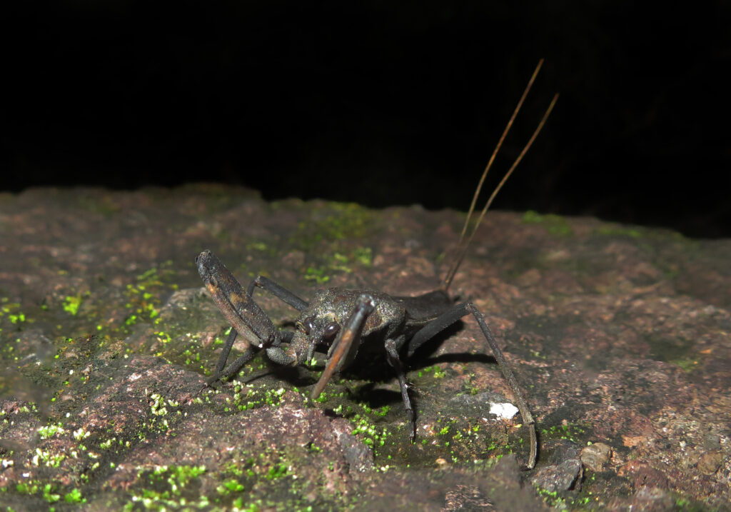 Water Bugs (Infraorder Nepomorpha)