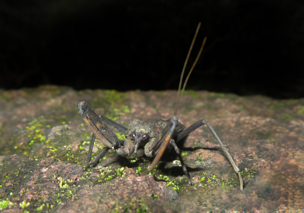 Water Bugs (Infraorder Nepomorpha)