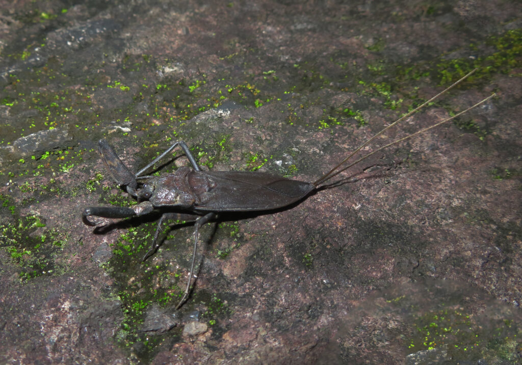 Water Bugs (Infraorder Nepomorpha)