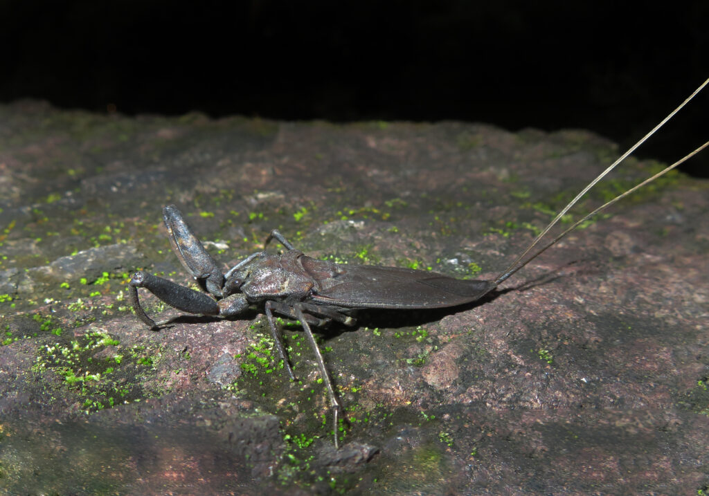 Water Bugs (Infraorder Nepomorpha)