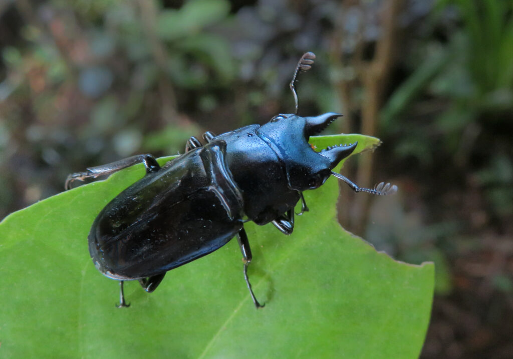 Stag Beetles (Family Lucanidae)