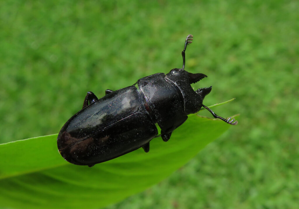 Stag Beetles (Family Lucanidae)